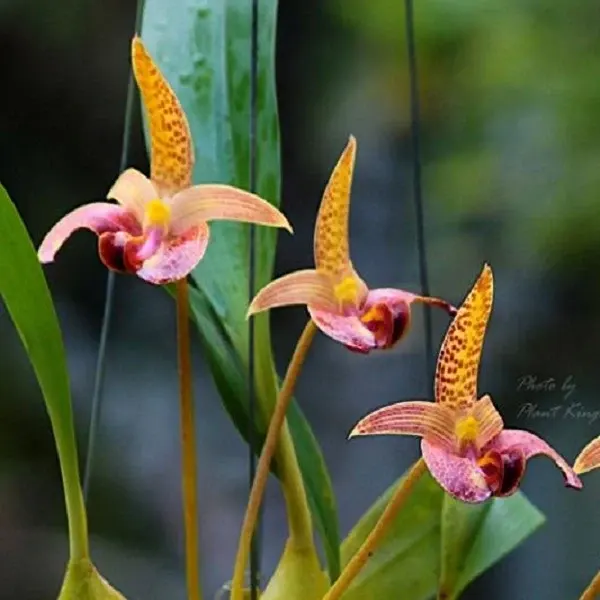 Bulbophyllum sumatranum sp (Bulbophyllum)