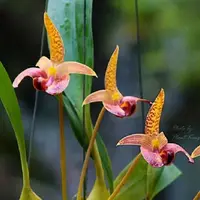 Bulbophyllum sumatranum sp.