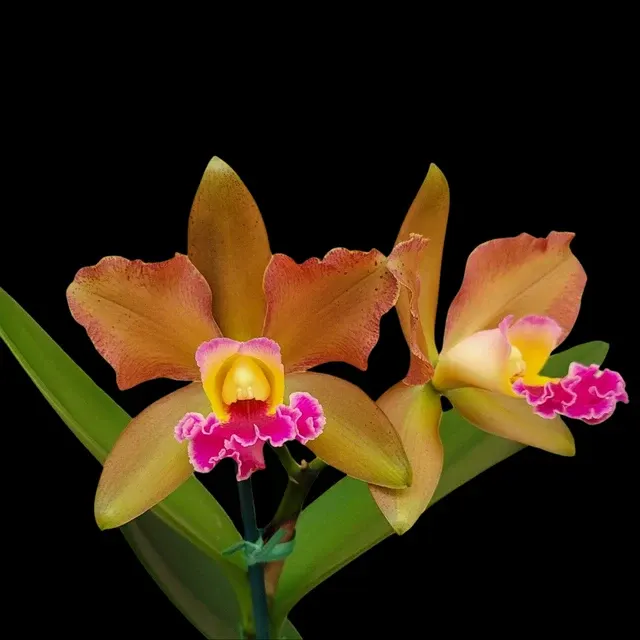 Cattleya Alliance - Blc. Akiko Sato 'Volcano Queen'