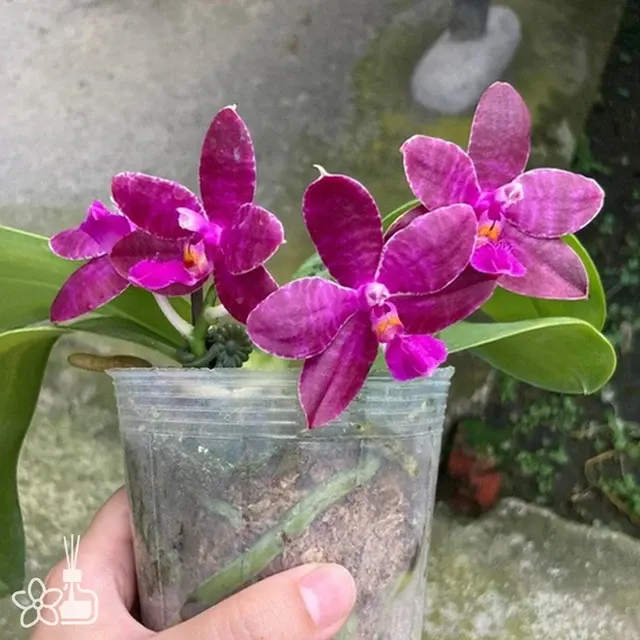 Phalaenopsis Joy Red Coral