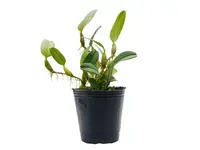 Bulbophyllum chrysendetum