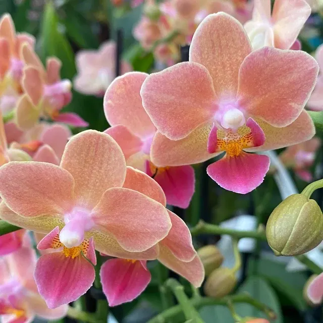 Phalaenopsis DY 1964