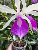Bc. Angie Schneider (B. ovaliformis x C. violacea v. semi-alba)