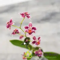 Oncidium Jairak Fragrance 'Chocolate' (ONC-03) — 2.5" Pot / Without Spike