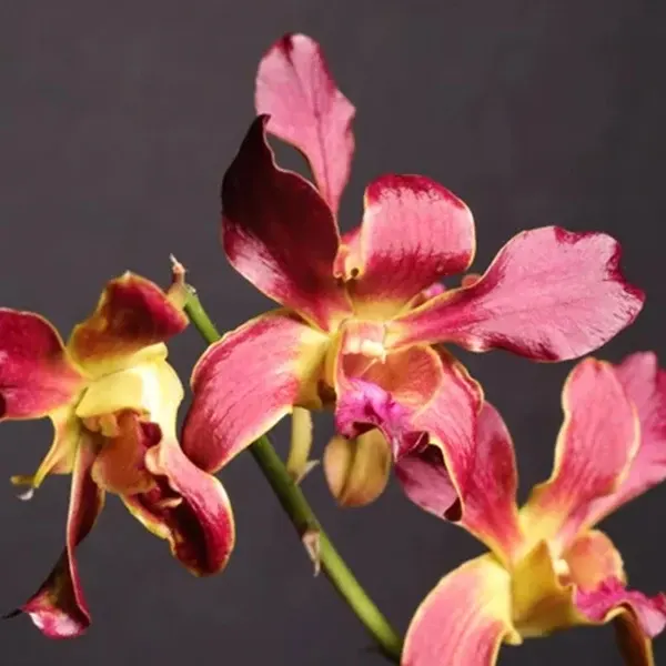 Dendrobium Copper Queen 'Thongchai Gold729'