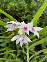 Thunia bracteata