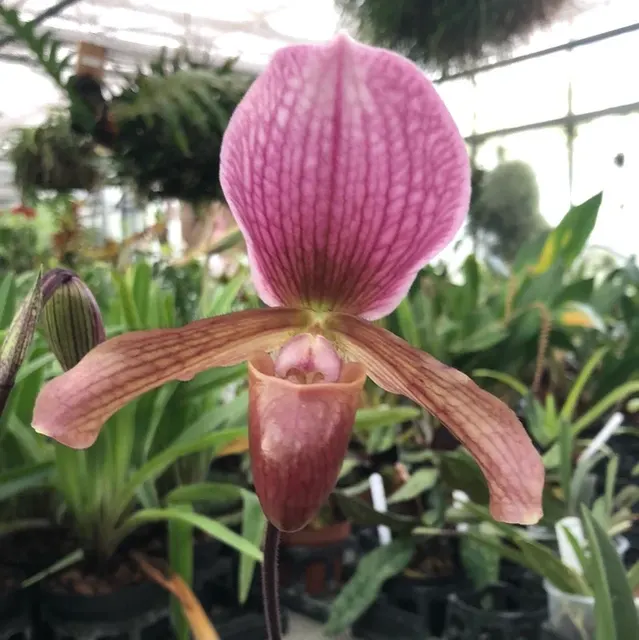 Paphiopedilum charlesworthii x Maudiae 'Vinicolor'
