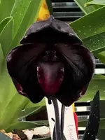 Paphiopedilum leucochilum (''Black'' x Dark 1#) Small