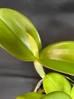 C. violacea — Coerulea