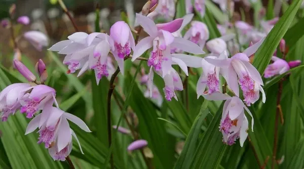 Bletilla yokohama 'Sweet Lips' (Bletilla)