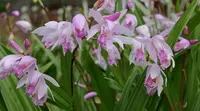 Bletilla yokohama Sweet Lips