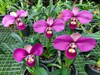 Phragmipedium kovachii