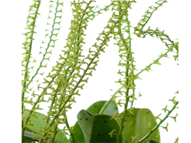 Stelis tridactyloides (Stelis)