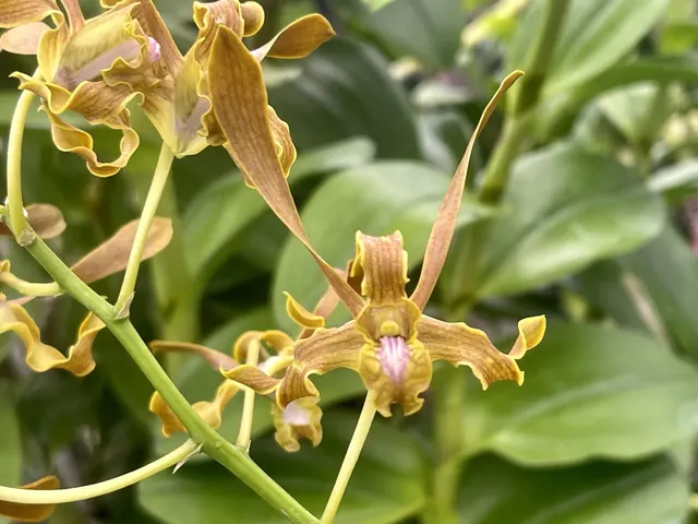 Dendrobium Aminah Khatum (Dendrobium)