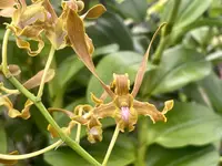 Den. Aminah Khatum *Sale