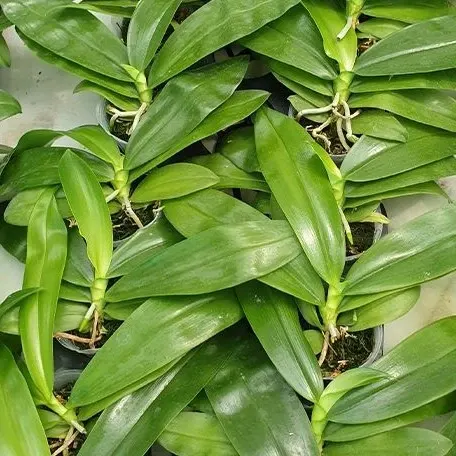 Phalaenopsis zebrina × sib (Phalaenopsis)