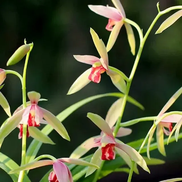Cymbidium ensifolium 'Gui-Fei-Zui-Jiu' (Cymbidium)
