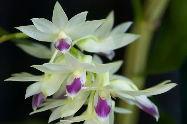 Dendrobium amethystoglossum (Dendrobium)