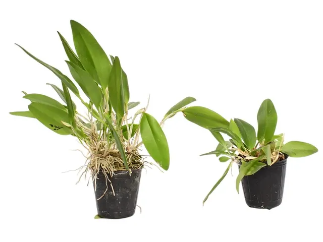 Restrepia antennifera var 'Lynniana' (Restrepia)