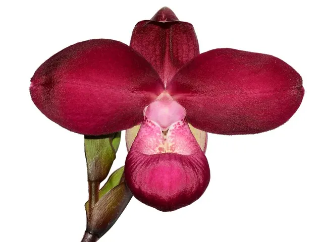 Phragmipedium Munekazu Ejiri (Phragmipedium)
