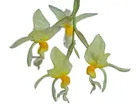 Stanhopea embreei