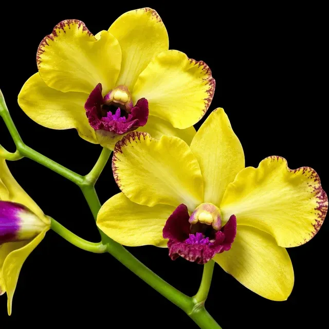 Dendrobium Ooi Peng Peng