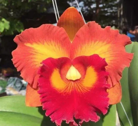 Rhyncholaeliocattleya Nakornchaisri Sunset '#2' (Rhyncholaeliocattleya)