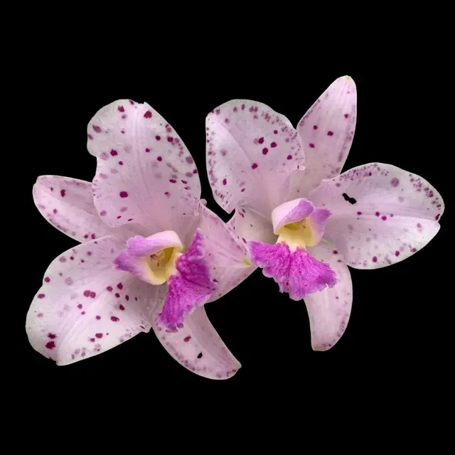 Cattleya amethystoglossa var lilacinea