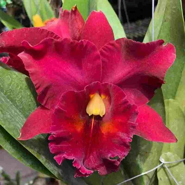 Rhyncholaeliocattleya Jurgen Klopp (Rhyncholaeliocattleya)