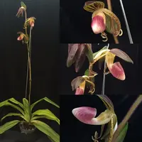Paph. gigantifolium - SS
