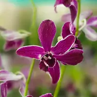 Dendrobium Hirochi
