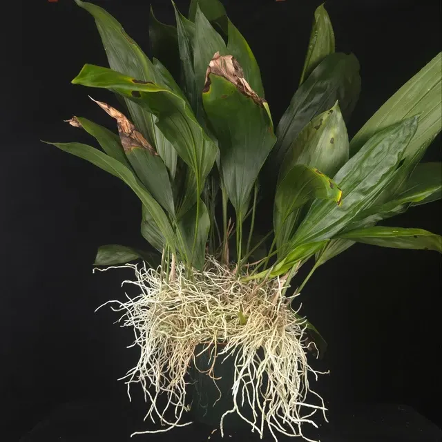 Stanhopea inodora × oculata (Stanhopea)