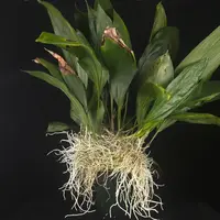 Stanhopea inodora × oculata – Collector's Specimen Orchid