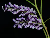 Schoenorchis juncifolia