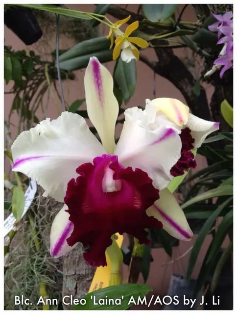 Brassolaeliocattleya Ann Cleo 'Laina'