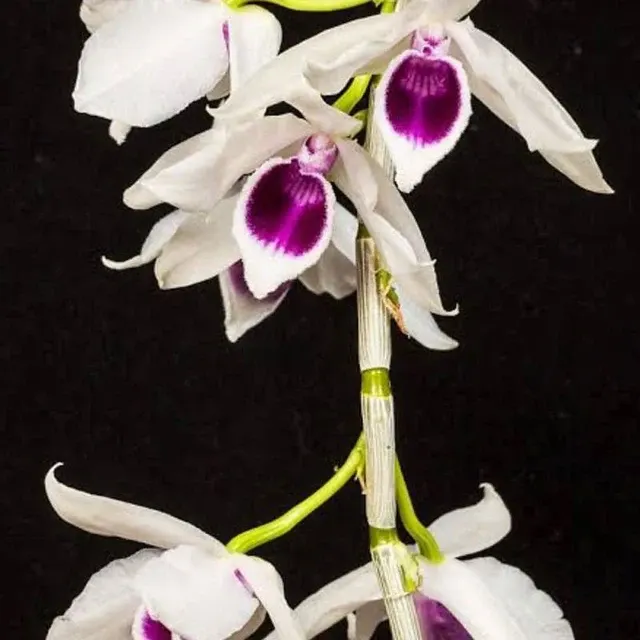 Dendrobium anosmum 'semi alba' (Dendrobium)