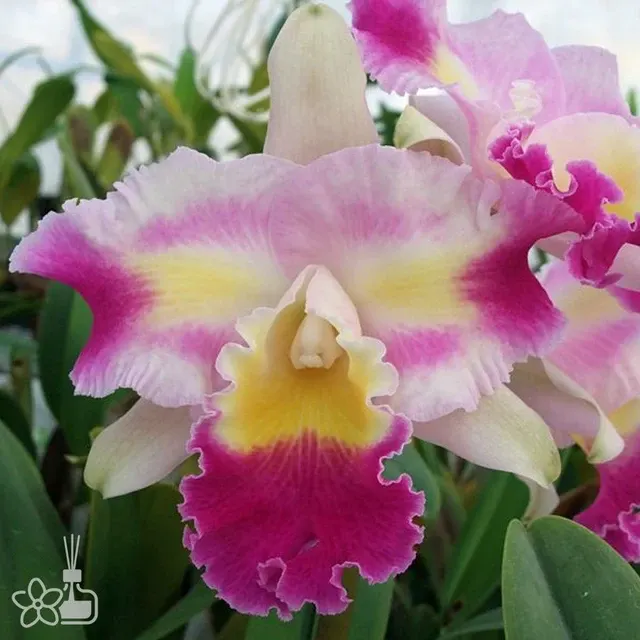 Laeliocattleya Prisma Palete