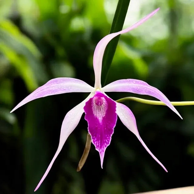 Brassocattleya Amethyst Parfumata