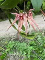 Bulbophyllum for sale