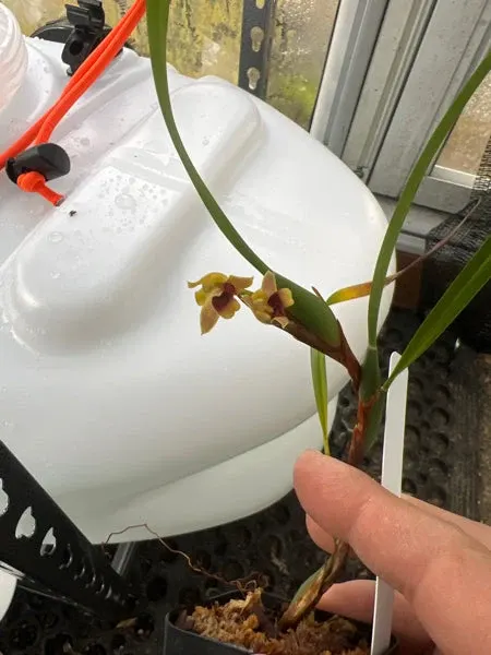 Maxillaria costaricensis (Maxillaria)