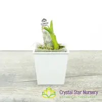 Cycnoches Haagii x Morm. (Aftermath x andreettae) 'Holy fire' (A187)