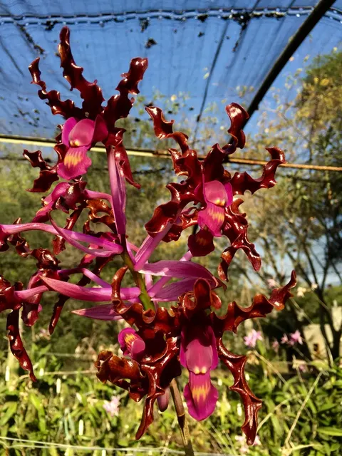 Laelia splendida
