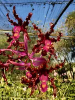 Laelia splendida (Cauca x sib)