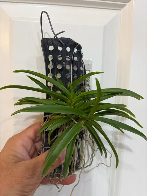 Vanda falcata (Vanda)