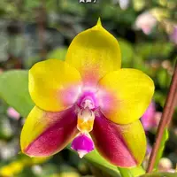 [Bare-root][Import AS-IS] #PA# Phal. Meidarland Kaiulani 'Yellow Lion' 黃獅子 [2.5" BS][Sept Preorder 26]