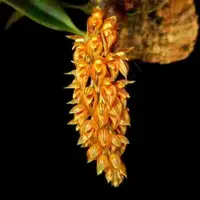 Bulbophyllum orientale sp.