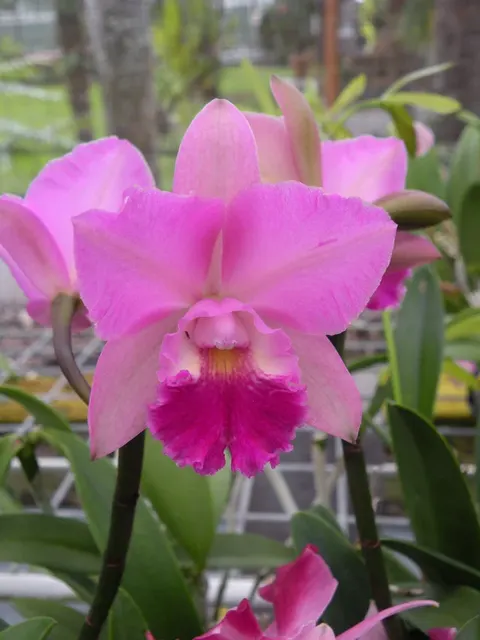 Cattleytonia Beverly Blush 'Kalapana'