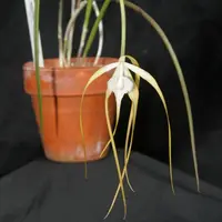 Brassavola cucullata (appendiculata) Cattleya Orchid Species 2.5" Pot