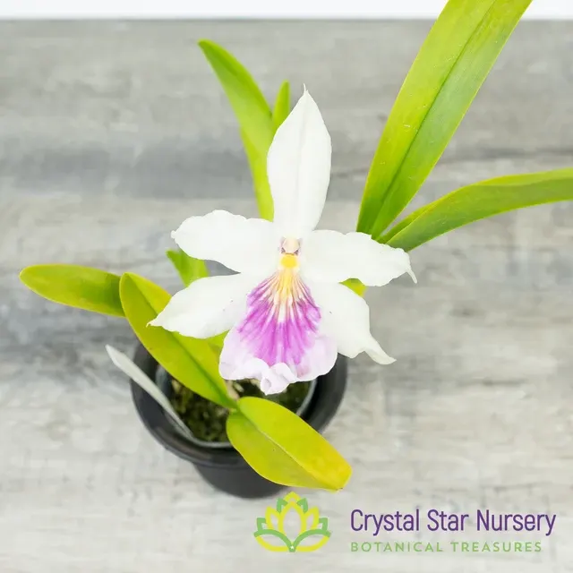Miltonia Spectabilis Var Semi Alba (Miltonia)