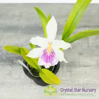 Miltonia Spectabilis var Semi Alba (#14)